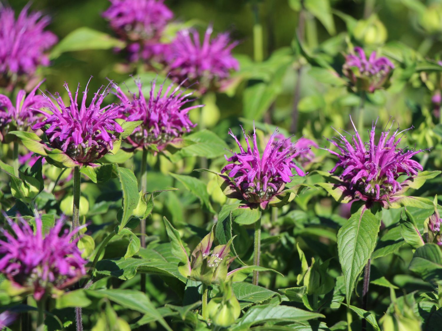 Monarda didyma 'Blaustrumpf'